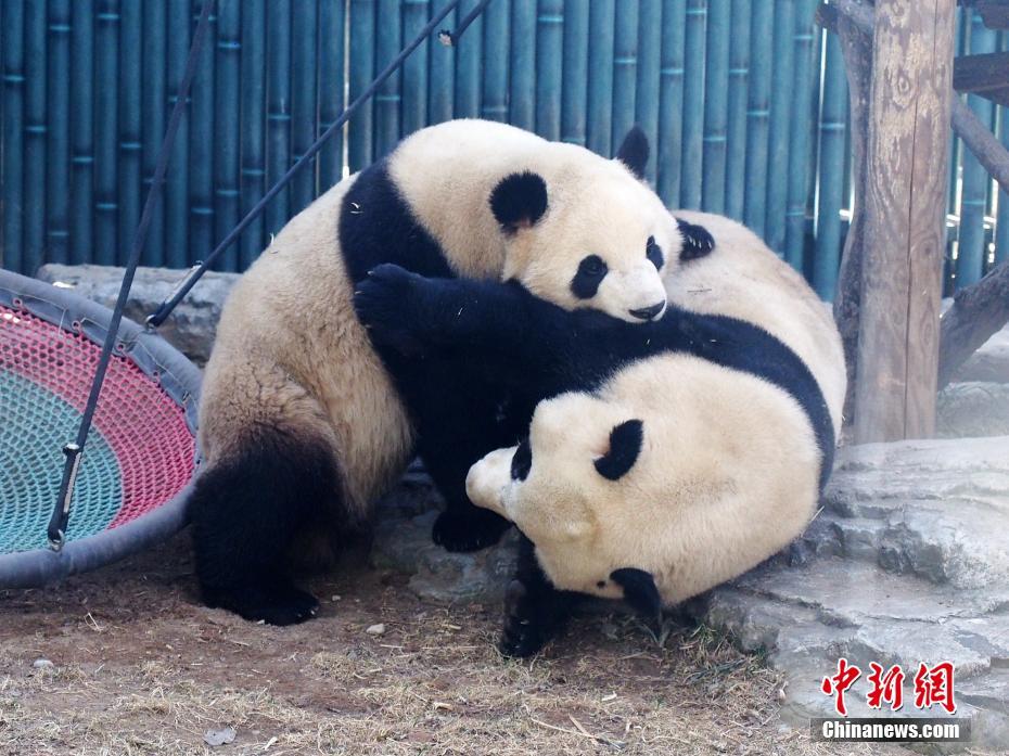 Galeria: pandas gigantes brincam em Zoológico de Beijing