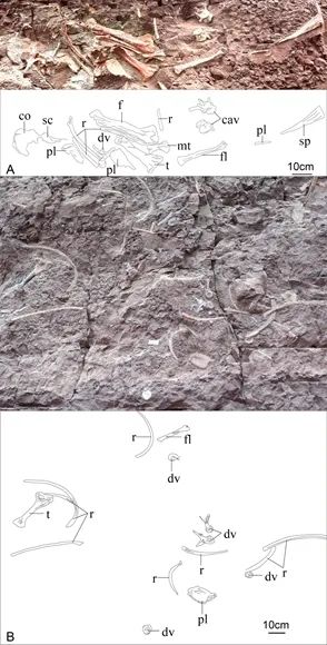 Descoberto fóssil de nova espécie de estegossauro de 169 milhões de anos na China

