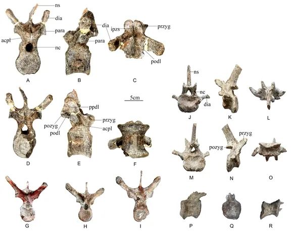 Descoberto fóssil de nova espécie de estegossauro de 169 milhões de anos na China

