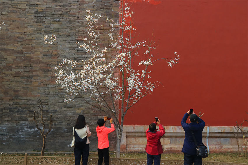 Magnólia denudata em plena floração fora da Cidade Proibida em Beijing