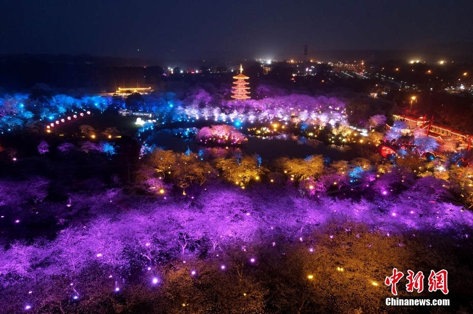 Galeria: flores de cerejeira iluminadas em Wuhan