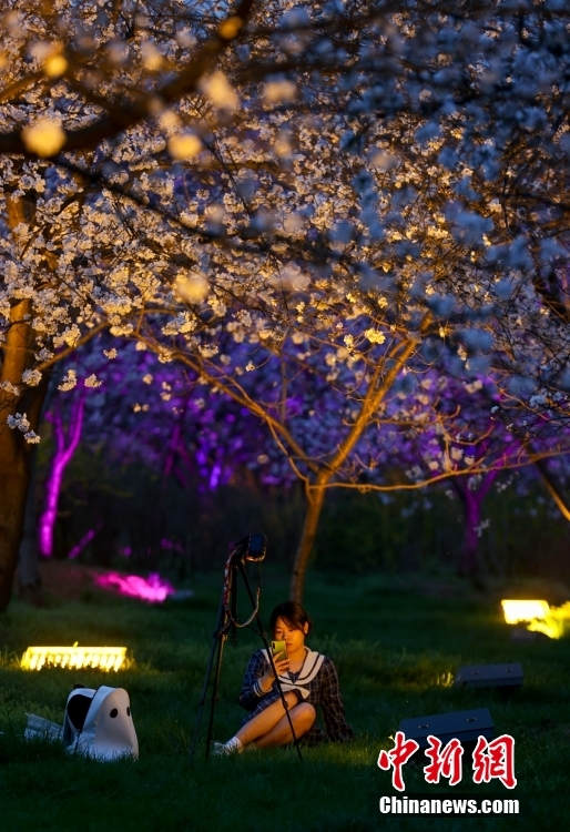 Galeria: flores de cerejeira iluminadas em Wuhan