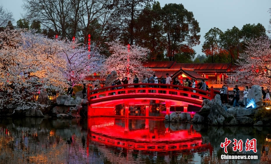 Galeria: flores de cerejeira iluminadas em Wuhan