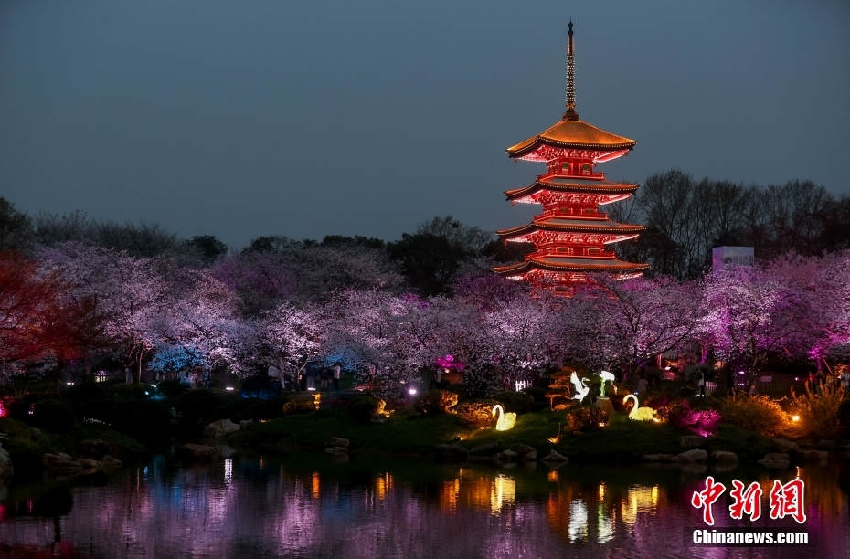 Galeria: flores de cerejeira iluminadas em Wuhan