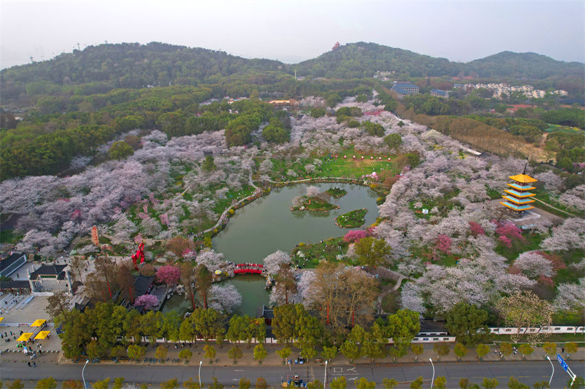 Galeria: Parque de Cerejeiras do Lago Leste, Wuhan