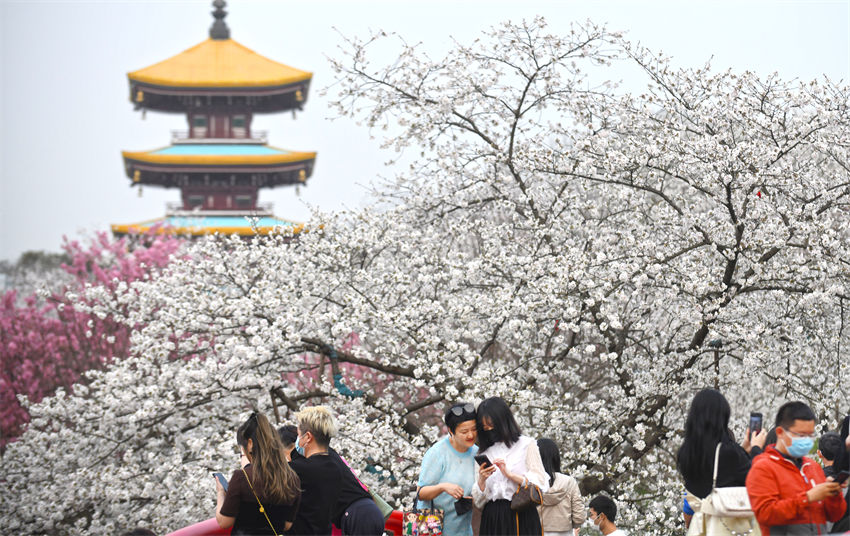 Galeria: Parque de Cerejeiras do Lago Leste, Wuhan