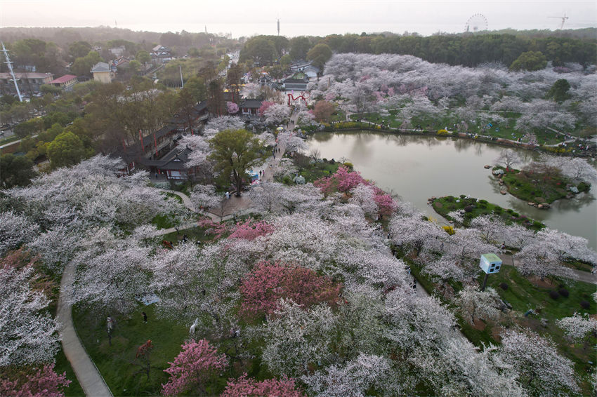 Galeria: Parque de Cerejeiras do Lago Leste, Wuhan