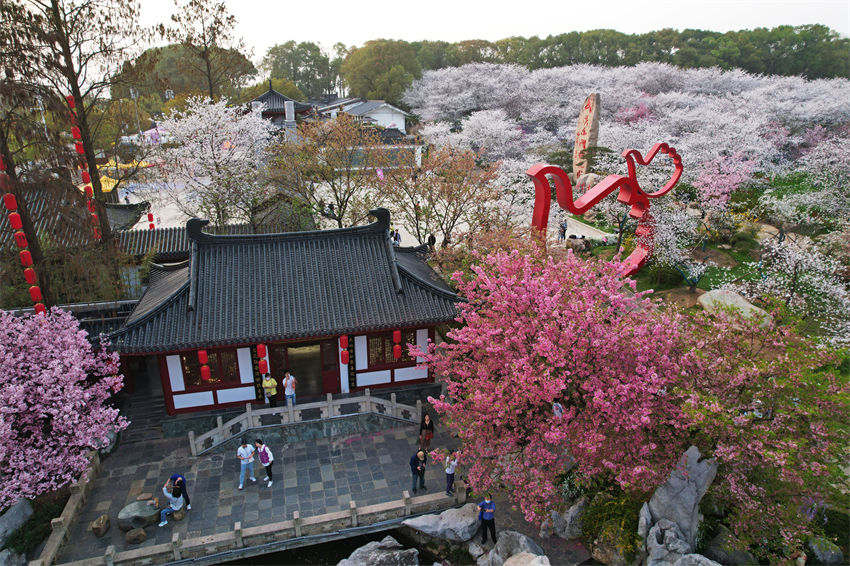 Galeria: Parque de Cerejeiras do Lago Leste, Wuhan