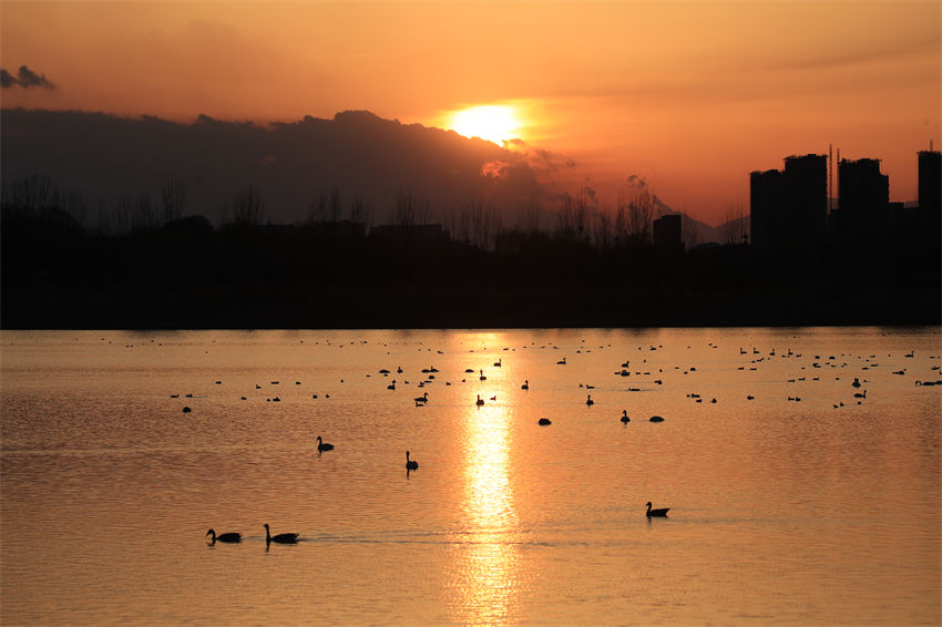 Parque Nanhaizi de Beijing transforma-se num 