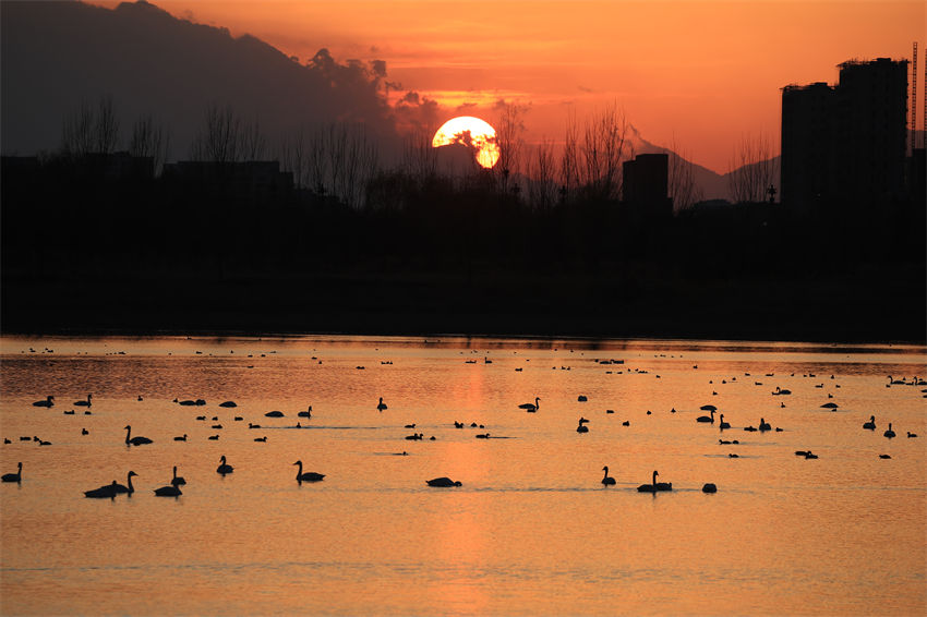 Parque Nanhaizi de Beijing transforma-se num 