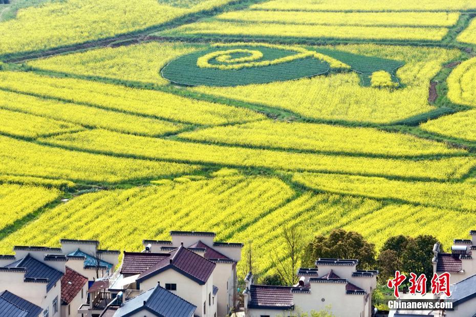 Galeria: flores pitorescas desabrocham em Nanjing