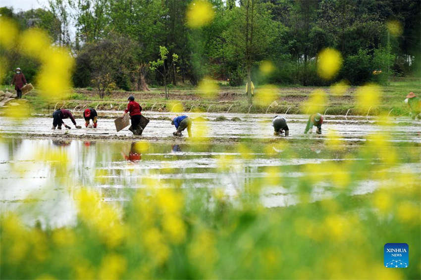 Galeria: lavoura primaveril em curso na China