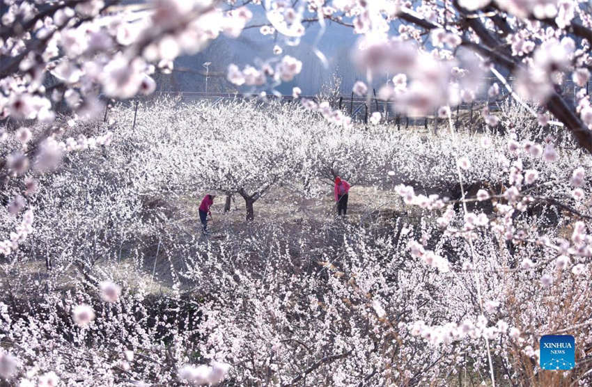 Galeria: lavoura primaveril em curso na China