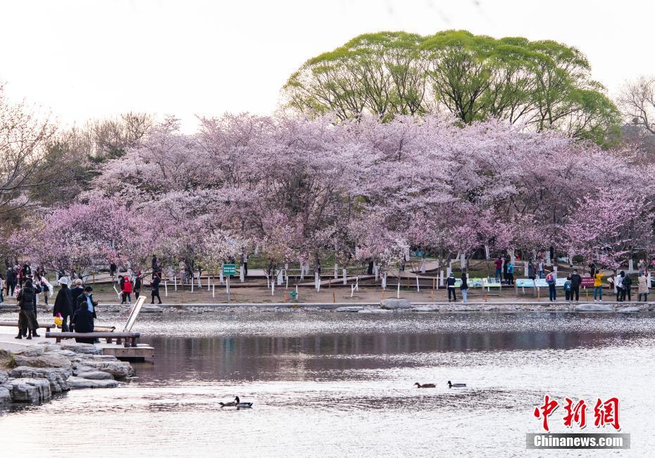 Beijing: Parque Yuyuantan atrai visitantes