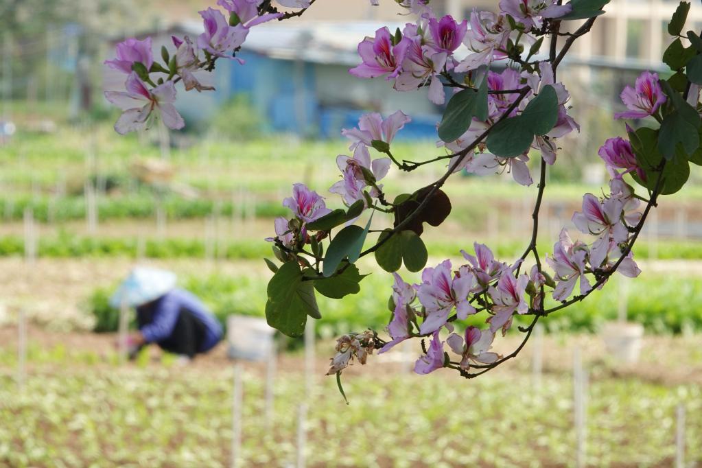 Atividades agrícolas em pleno andamento ao redor da China