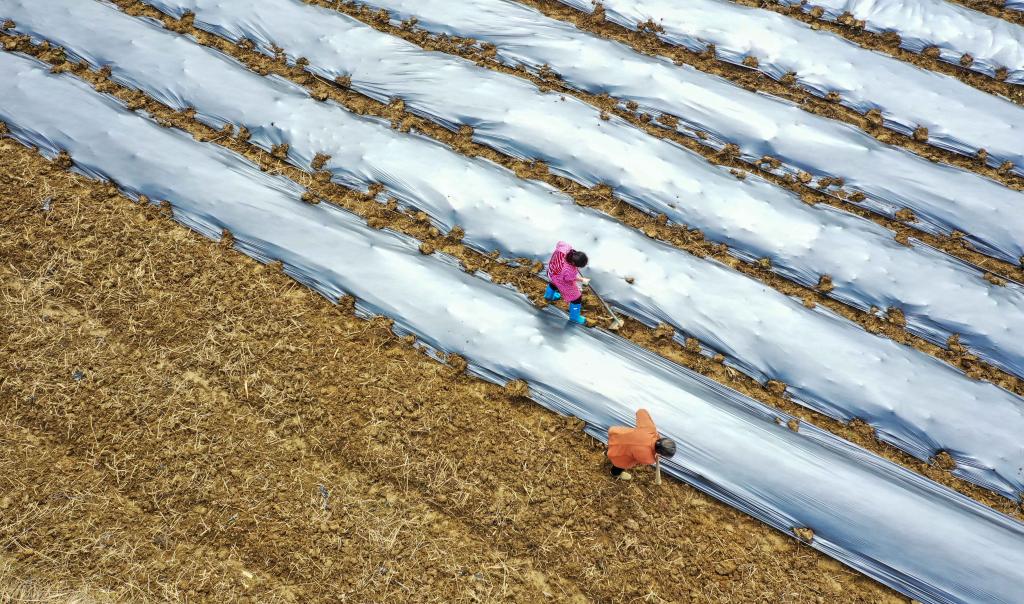 Atividades agrícolas em pleno andamento ao redor da China