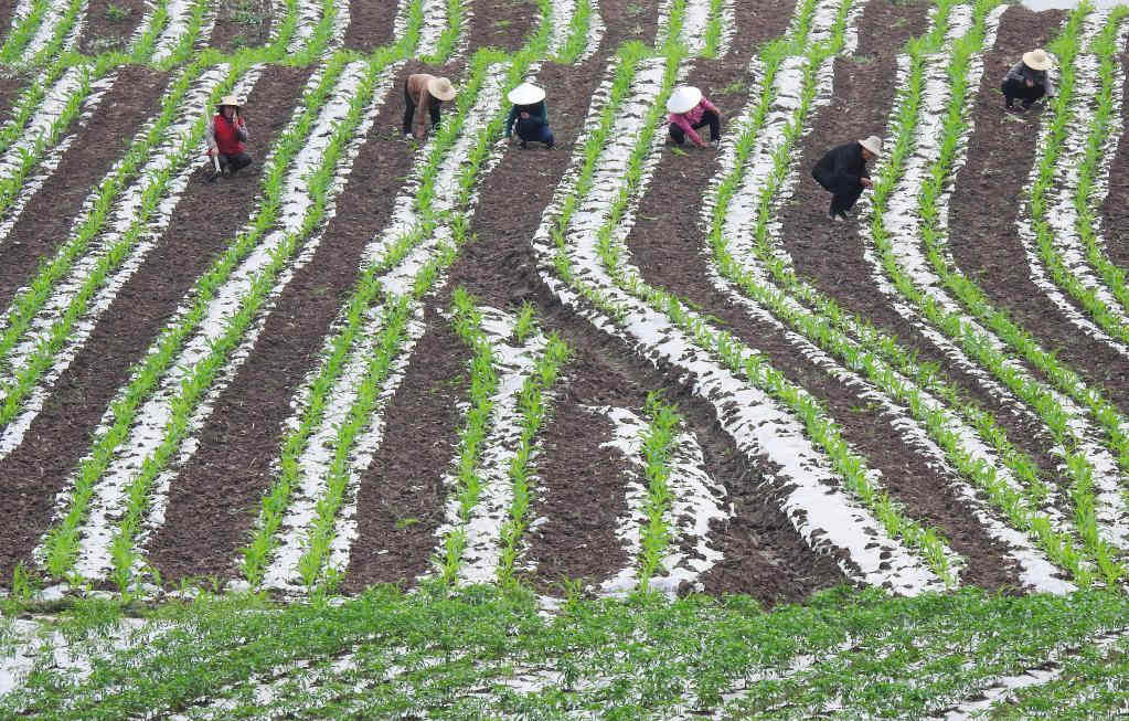 Atividades agrícolas em pleno andamento ao redor da China