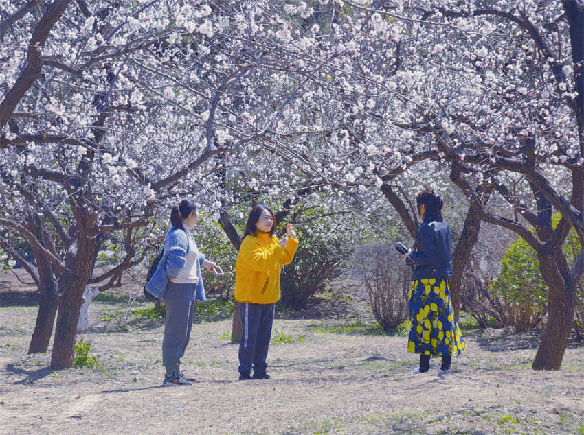 Parques de Beijing recebem cerca de 5 milhões de visitantes durante Festival de Qingming