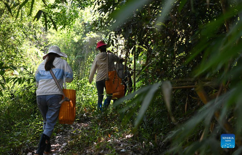 Hainan: vila de Maona promove turismo rural para aumentar renda dos habitantes locais