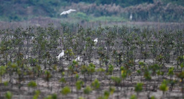 Xi Jinping destaca importância de proteção ecológica para desenvolvimento de Hainan