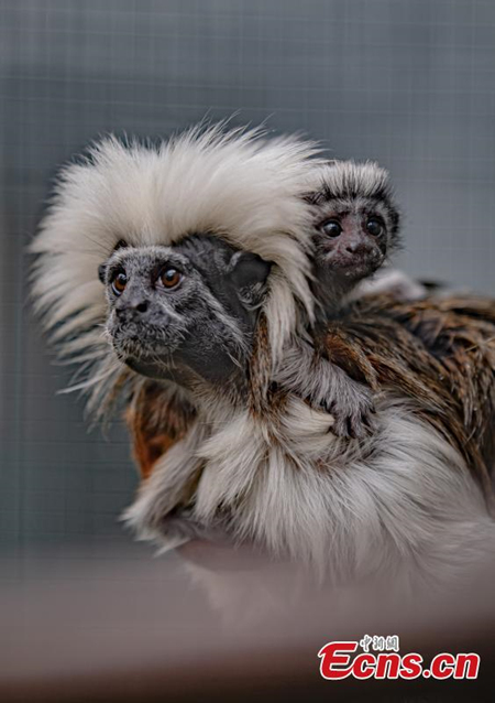 Macaco de tamarin nasce em jardim zoológico do Reino Unido 