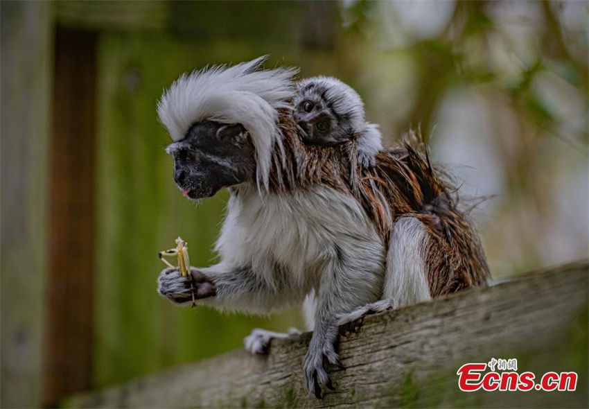 Macaco de tamarin nasce em jardim zoológico do Reino Unido 