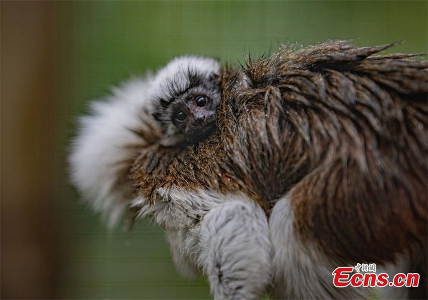 Macaco de tamarin nasce em jardim zoológico do Reino Unido 