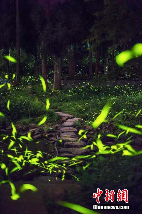 Chengdu: vaga-lumes agitam floresta como estrelas na montanha Tiantai 