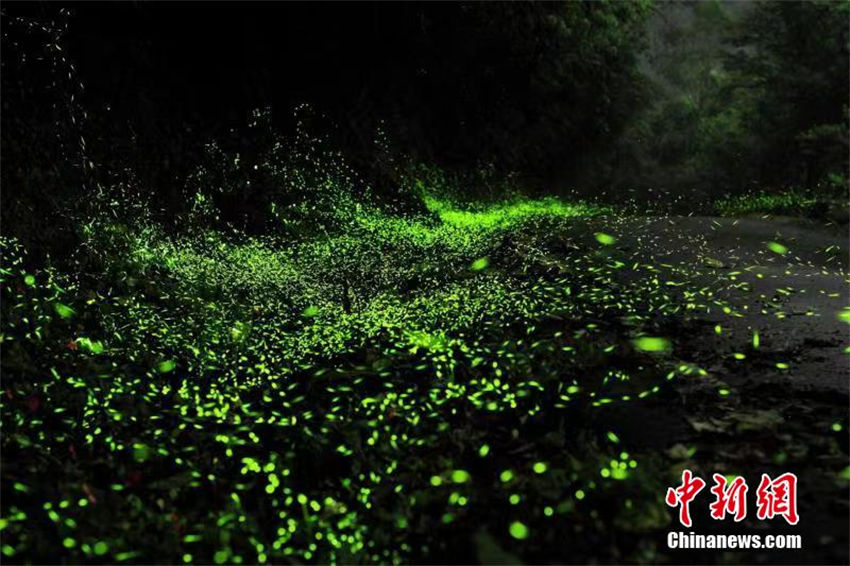 Chengdu: vaga-lumes agitam floresta como estrelas na montanha Tiantai 