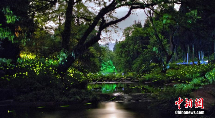 Chengdu: vaga-lumes agitam floresta como estrelas na montanha Tiantai 