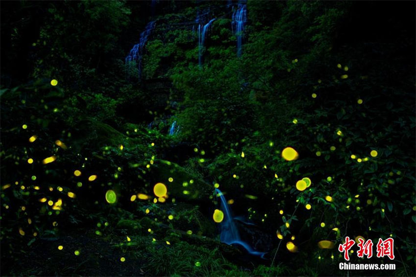 Chengdu: vaga-lumes agitam floresta como estrelas na montanha Tiantai 