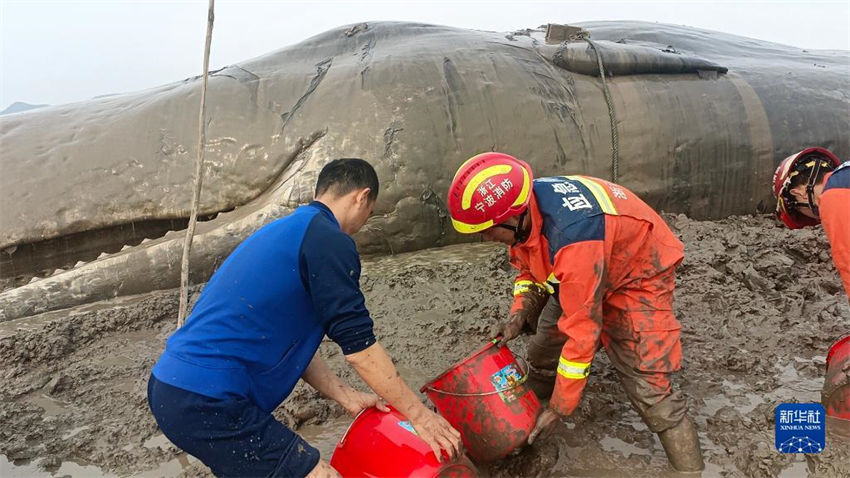 Zhejiang: baleia encalhada é resgatada com sucesso