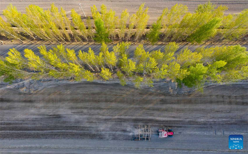 Cultivo de algodão está em pleno andamento em Xinjiang