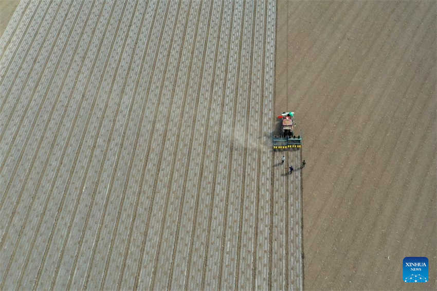 Cultivo de algodão está em pleno andamento em Xinjiang