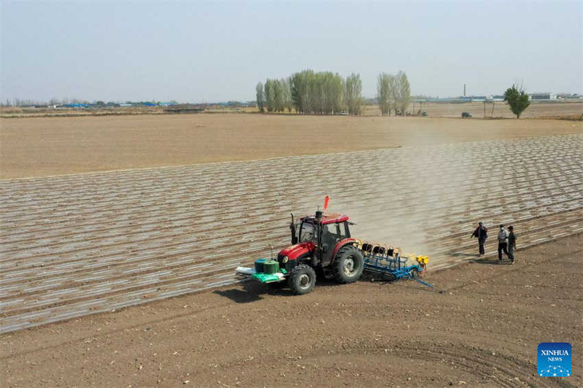 Cultivo de algodão está em pleno andamento em Xinjiang