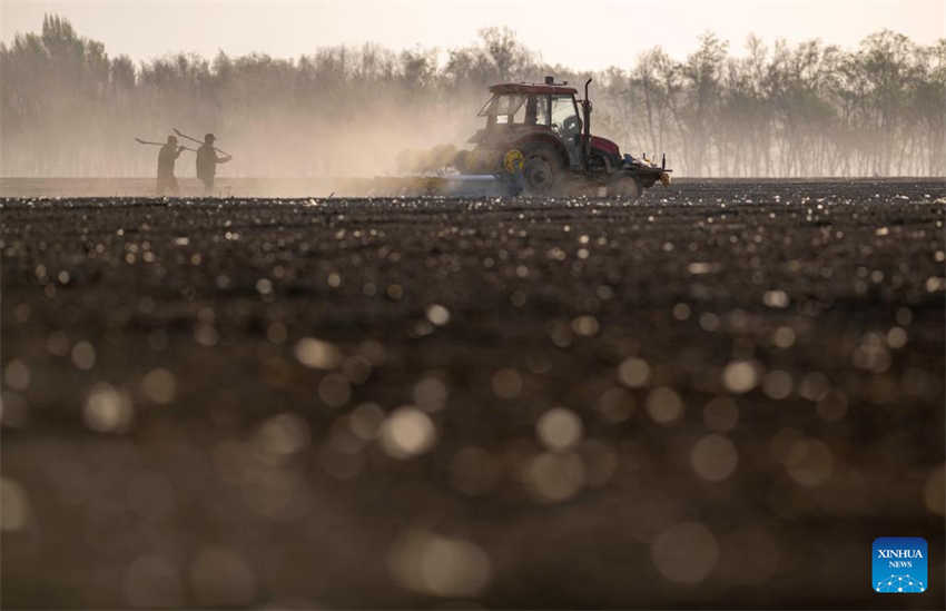 Cultivo de algodão está em pleno andamento em Xinjiang