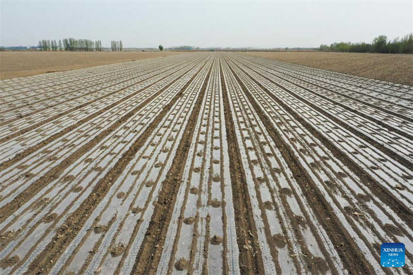 Cultivo de algodão está em pleno andamento em Xinjiang