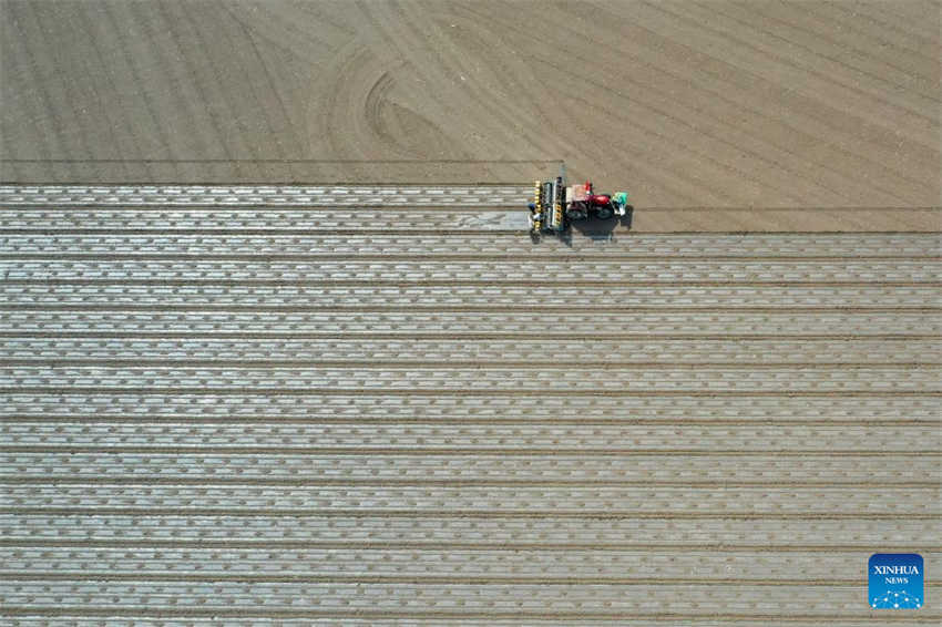 Cultivo de algodão está em pleno andamento em Xinjiang