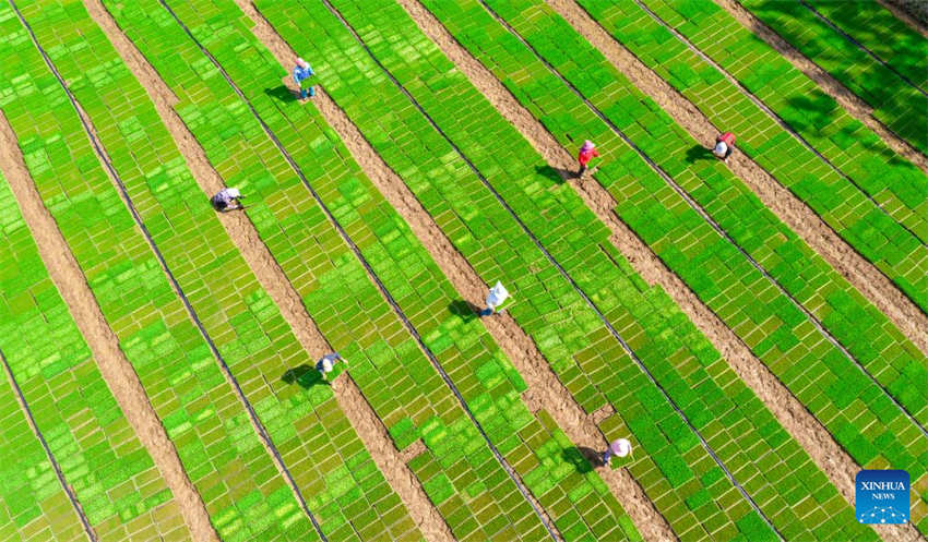 Galeria: camponeses ocupados com agricultura de primavera em toda a China