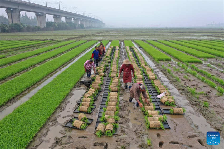 Galeria: camponeses ocupados com agricultura de primavera em toda a China