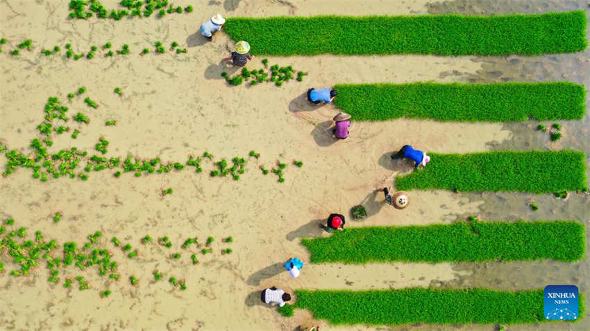 Galeria: camponeses ocupados com agricultura de primavera em toda a China