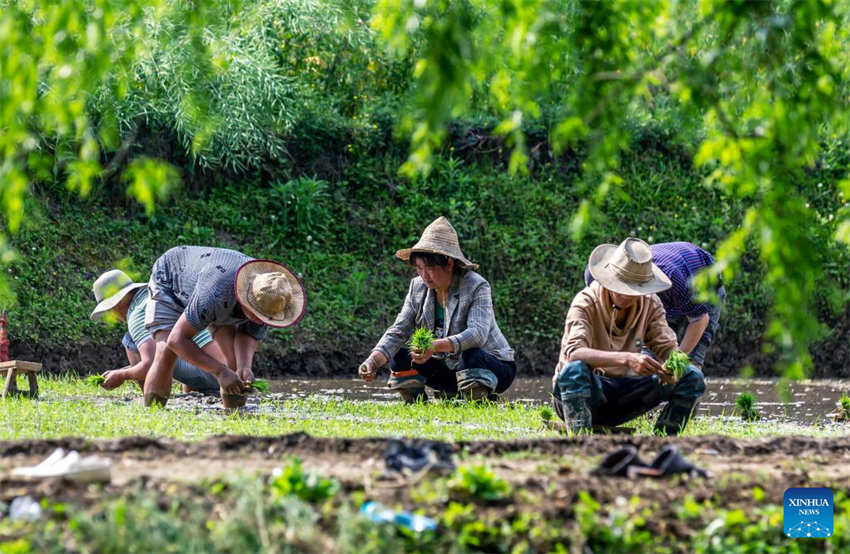 Galeria: camponeses ocupados com agricultura de primavera em toda a China