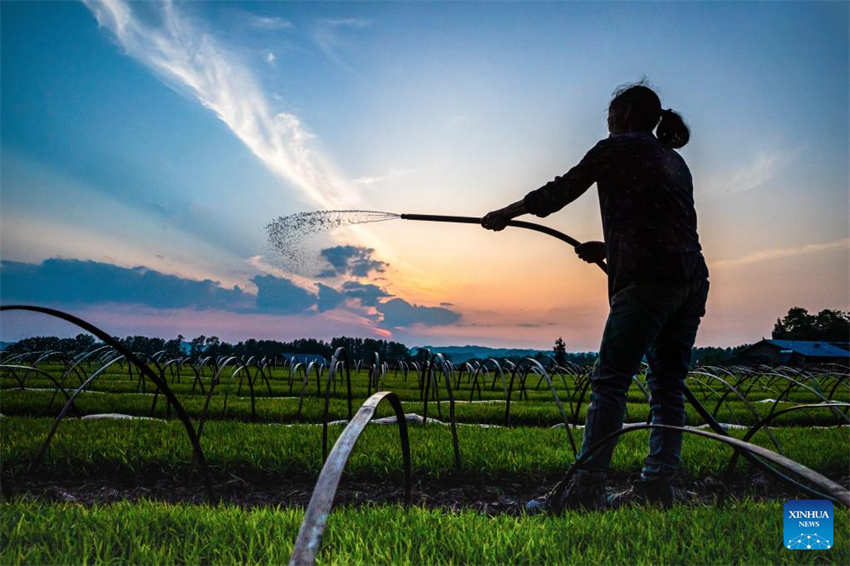 Galeria: camponeses ocupados com agricultura de primavera em toda a China