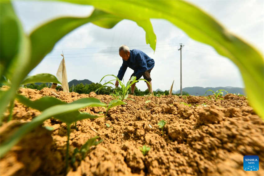 Galeria: camponeses ocupados com agricultura de primavera em toda a China