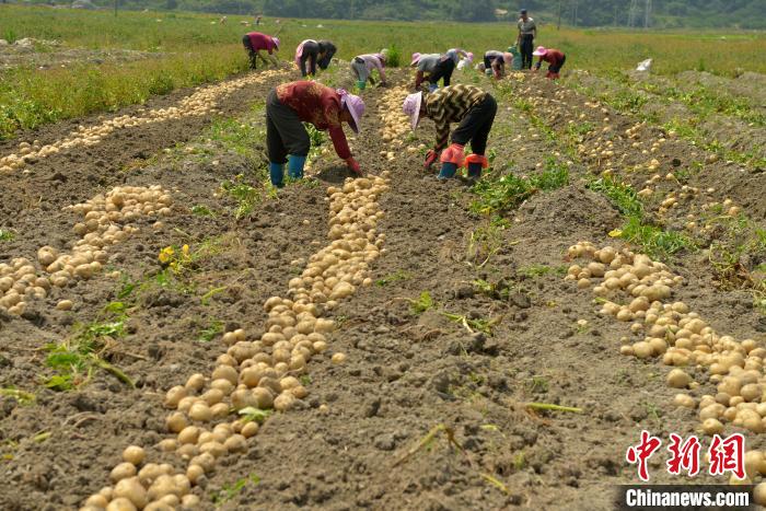 Produção de nova variedade de batata 