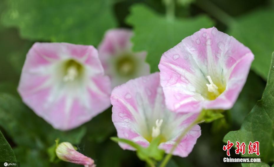 China: flores de verão florescem em todo o país