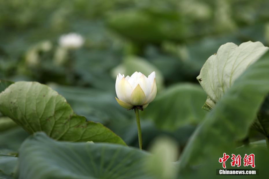 China: flores de verão florescem em todo o país