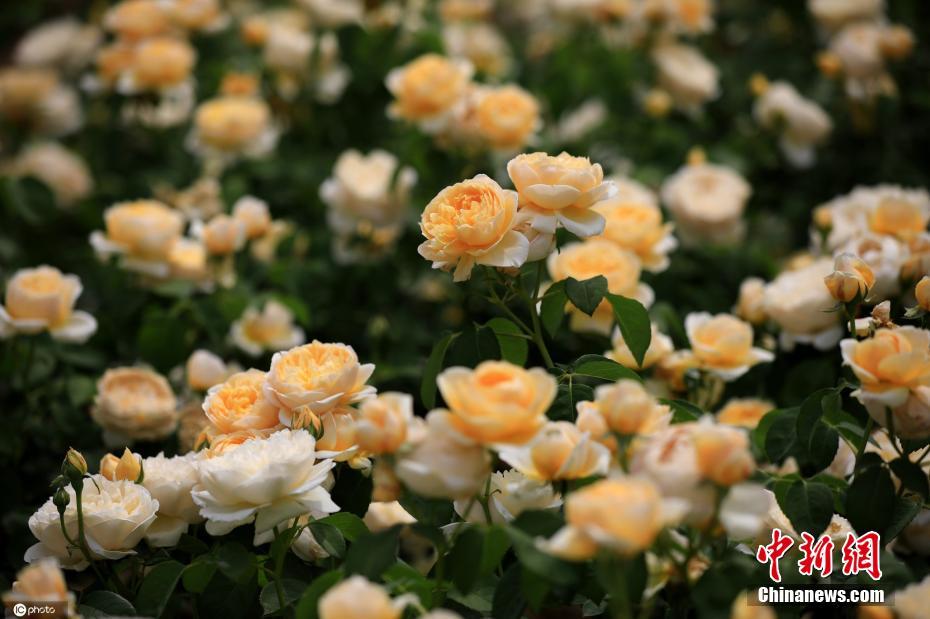 China: flores de verão florescem em todo o país