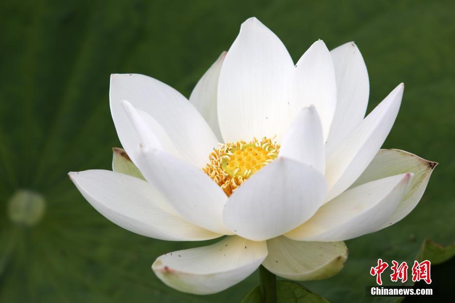 China: flores de verão florescem em todo o país