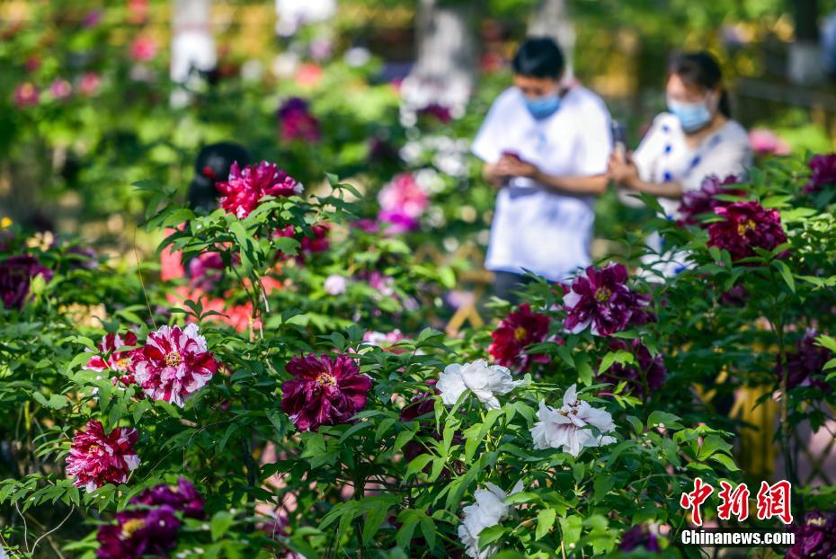 China: flores de verão florescem em todo o país